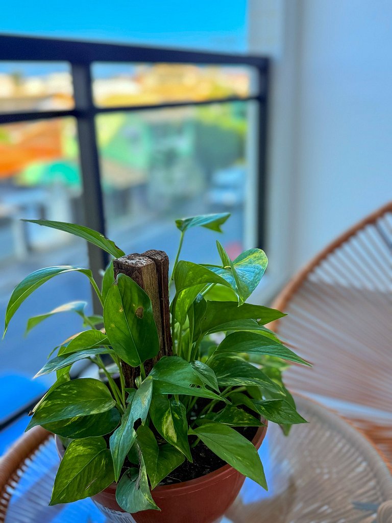 Modern and cozy studio near Stella Maris Beach 208